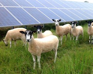 sheep and solar panels