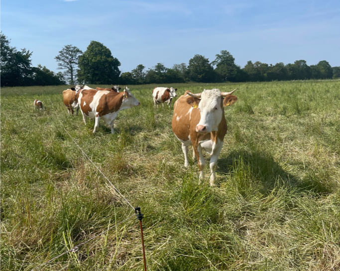 Dairy Cows at Luzernenhof Farm