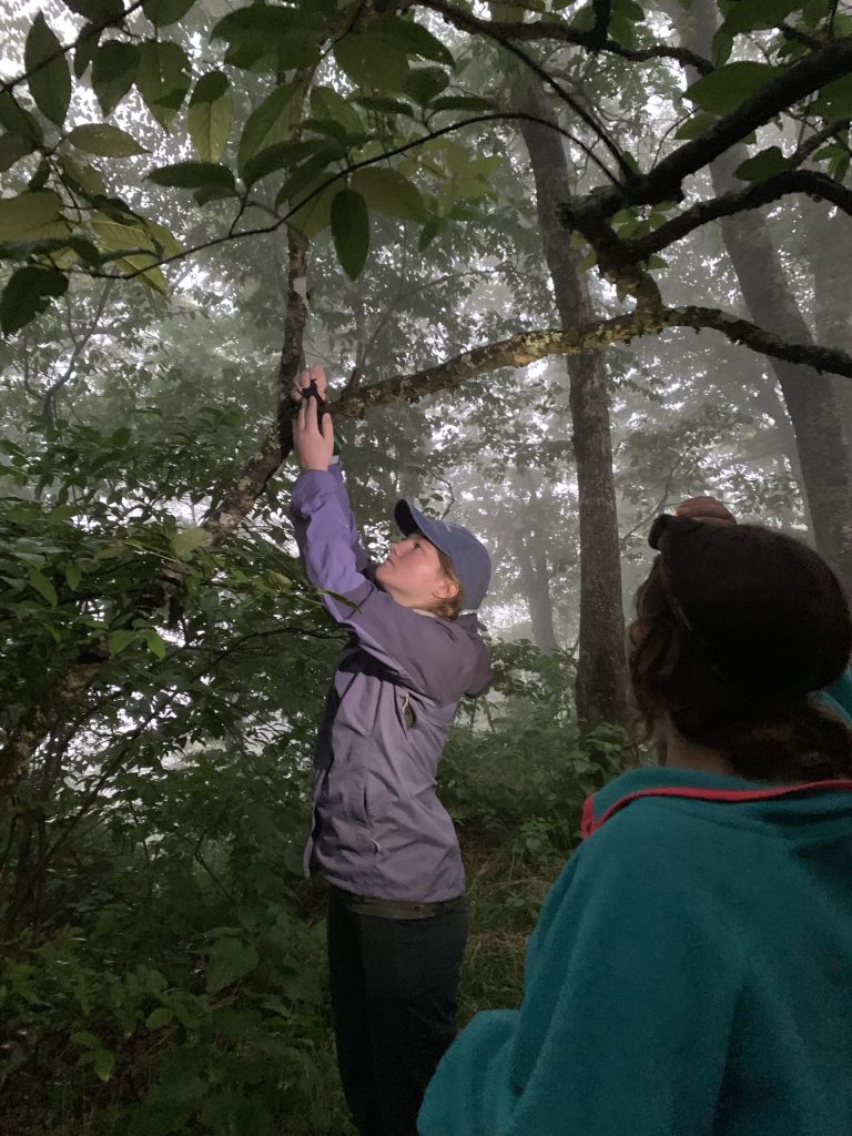 Kristina Hefferle attaches an Audio Moth audio recorder to a tree near the Appalachian Trail. Photo by Jacob Thorsheim.