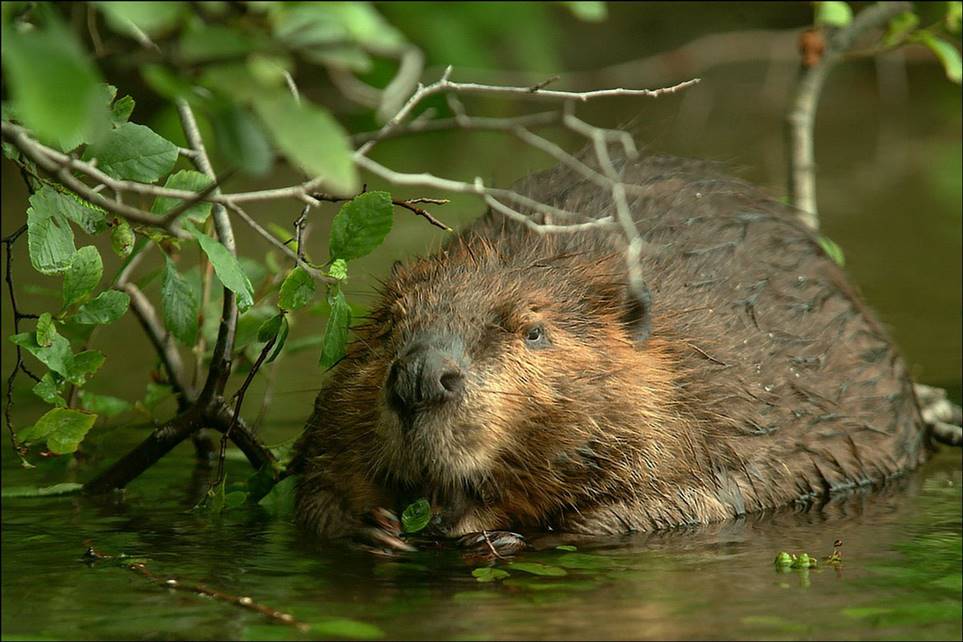 beaver in river