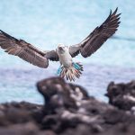 blue footed boobie