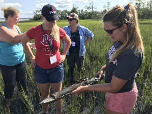 Teachers in the salt marsh collecting sediment samples with a UNC graduate student.