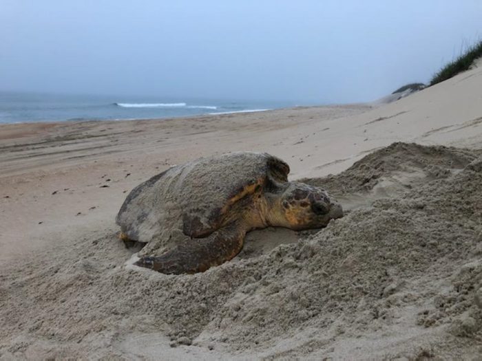 Sea turtle nesting on the beach.