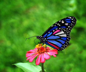 Vibrant blue butterfly rests on pink flower as inspiration for the development of sustainable paint