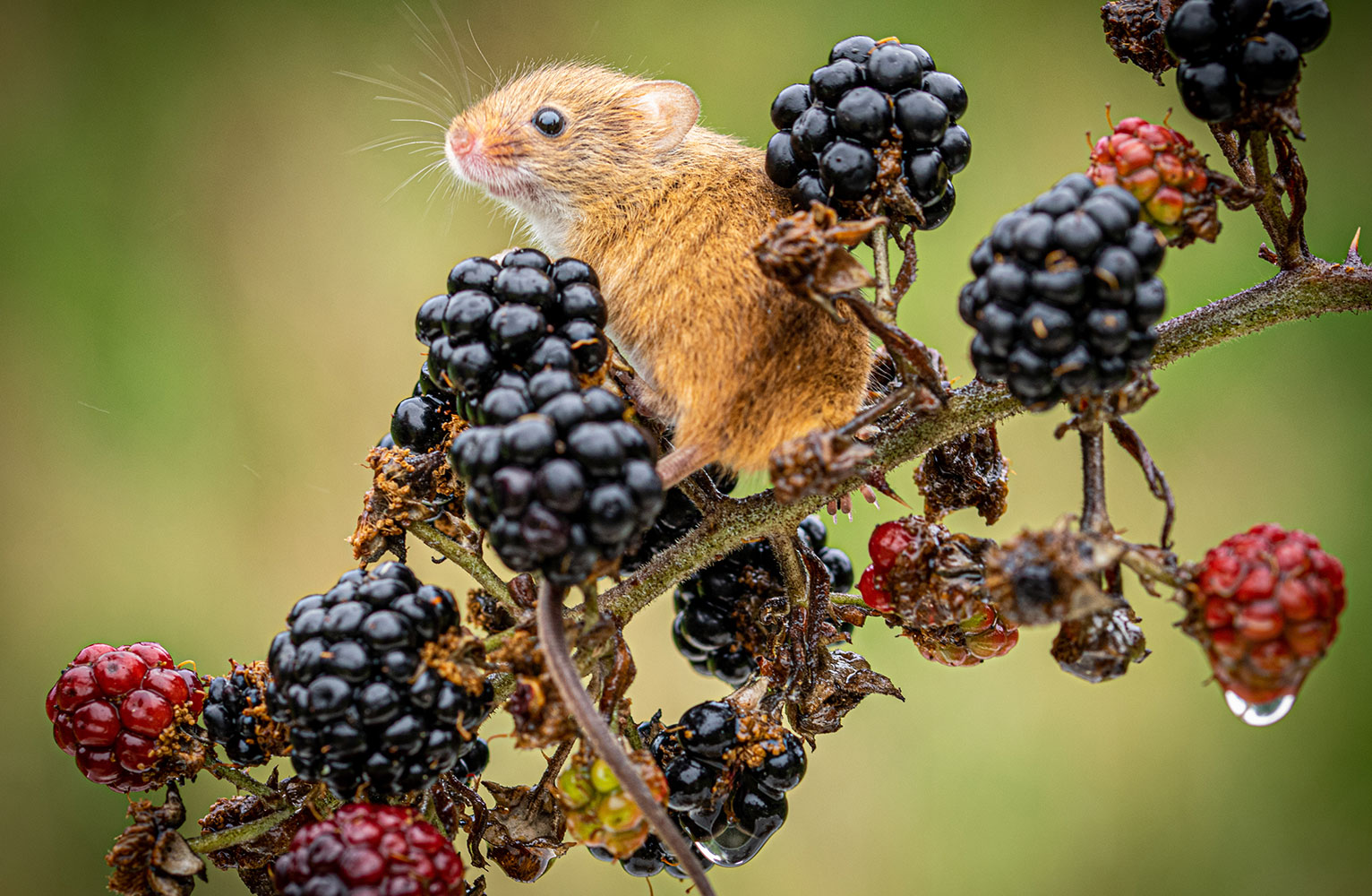 harvest mouse with blackberries