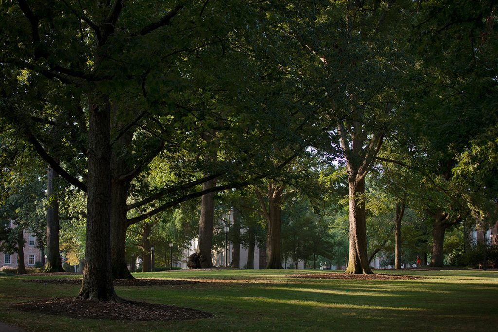 Campus trees.